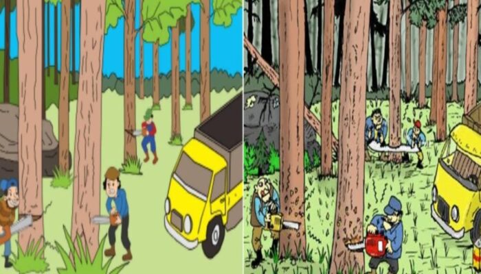Direktur PT BMC Ditangkap Terkait Kayu Ilegal Papua, DPN FAMI Kantongi Daftar Perusahaan Pelanggar Hukum