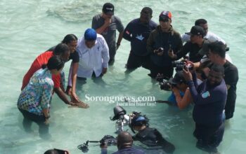 Terancam Punah, Gubernur Papua Barat Daya Lepasliarkan Hiu Belimbing