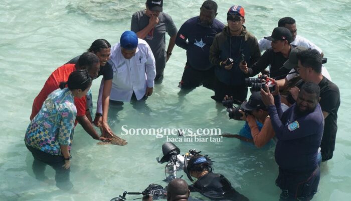Terancam Punah, Gubernur Papua Barat Daya Lepasliarkan Hiu Belimbing